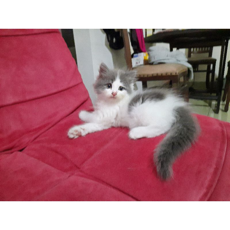 Kucing Ragdoll Bicolor