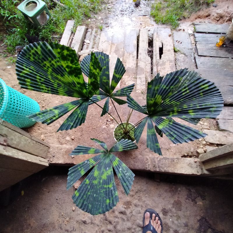 palem licuala mapu/armi