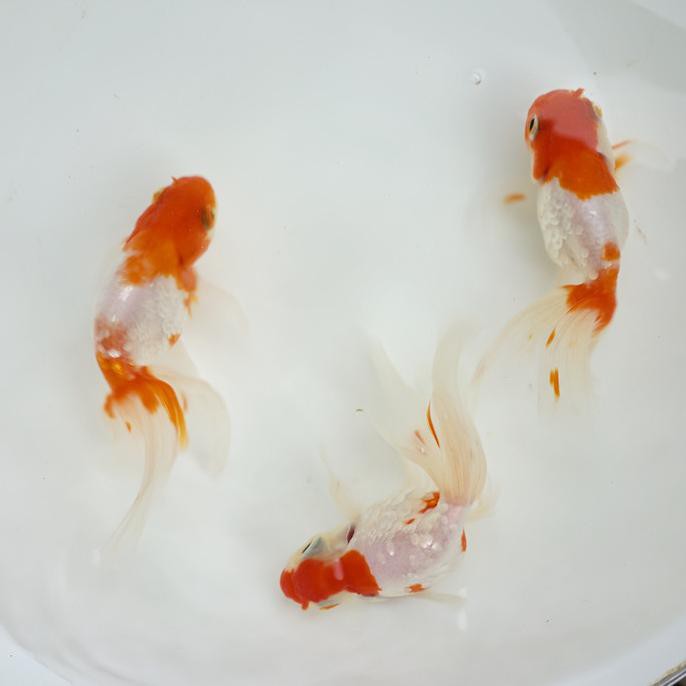 SHUKIN RANCHU - RANCHU LONG TAIL