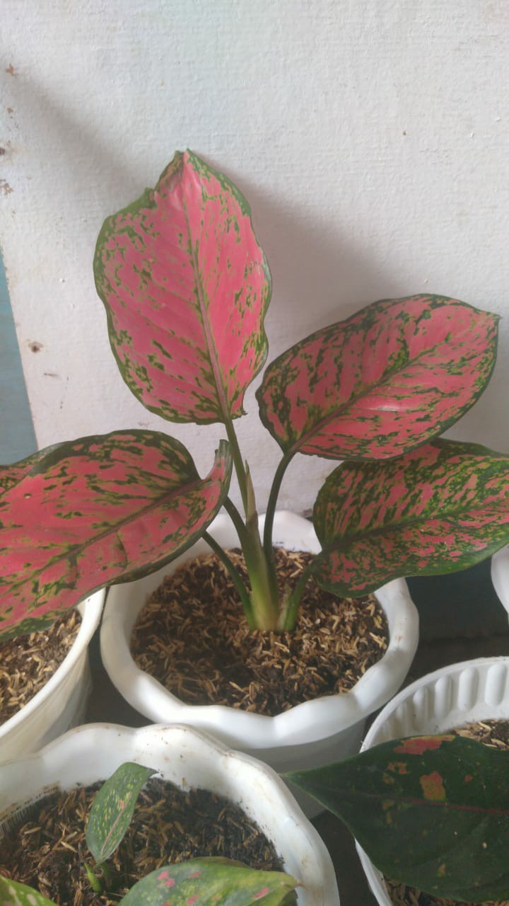 Aglonema Dud Anjamani Jumbo