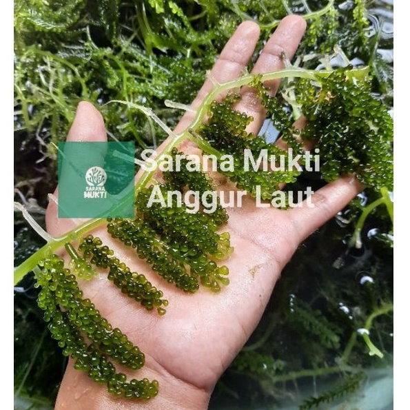 

Anggur laut Jenis Caulerpa Racemosa