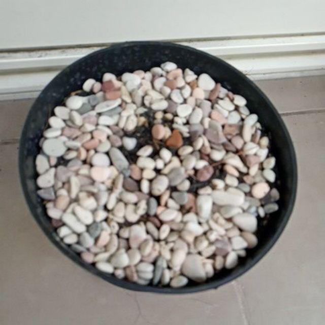 Media Tanam Sekam Padi - Media Tanaman Hias