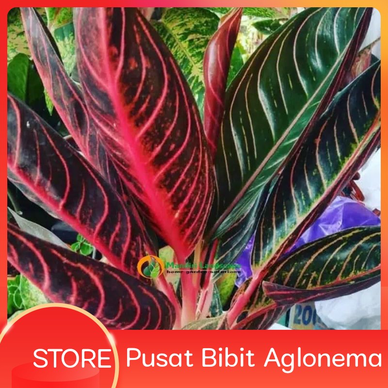 Tanaman hias aglonema red sumatra /Bonggol aglonema red sumatra