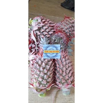 

Nanas hutan Herbal pelancar haed dan untuk kesehatan lainya per 1 kg