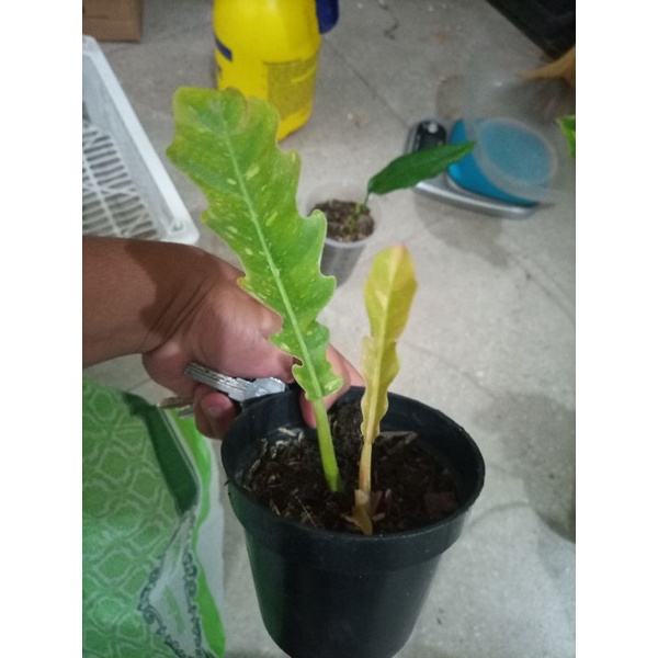 Philodendron Ring of Fire