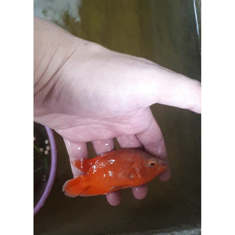 

ikan oscar red