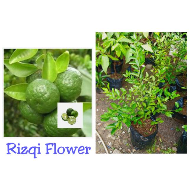 Tanaman Jeruk Limau pohon jeruk limau