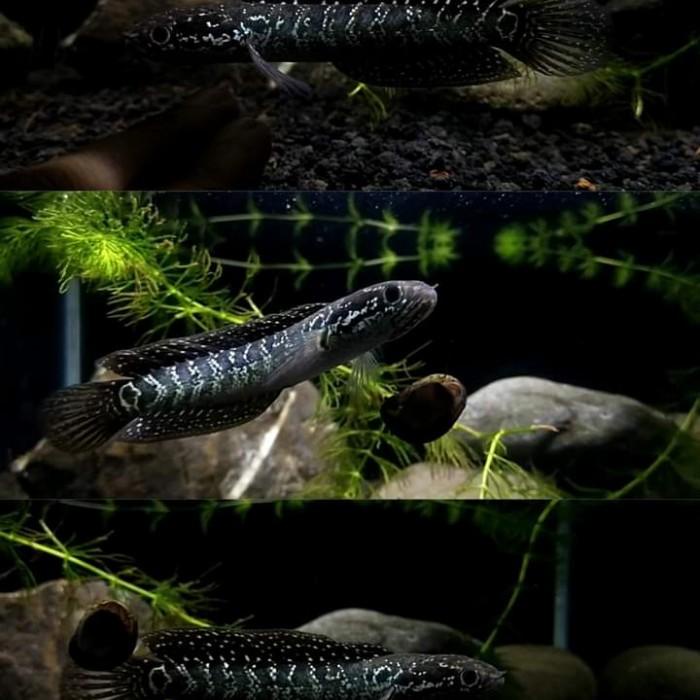 

Kanvas | Asiatica Ws 13-14Cm Grade A