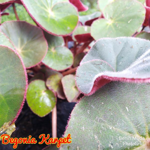 Begonia Karpet