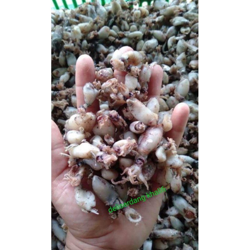 

BABY CUMI KERING