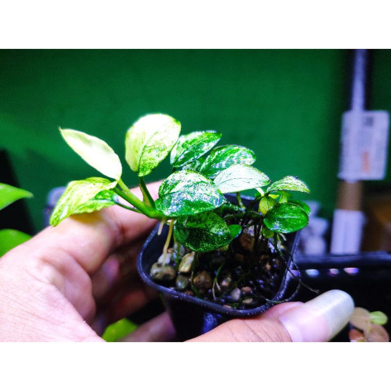 Anubias Pinto MP