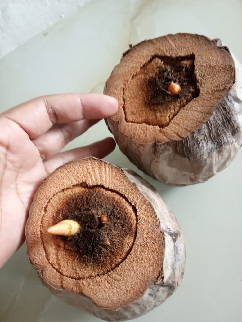 Bibit/bahan Bonsai Kelapa Gading Oren Tanpa Kupas Serabut