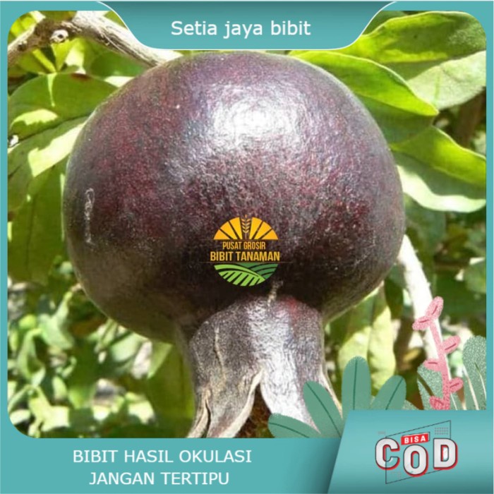Bibit delima hitam