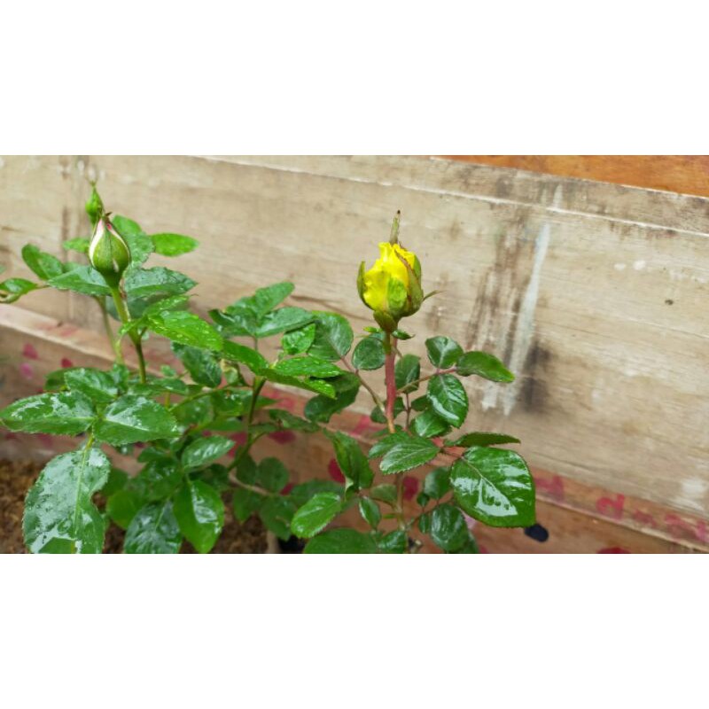 tanaman bunga mawar/bunga mawar/pohon mawar/pohon bunga mawar/tanaman hidup