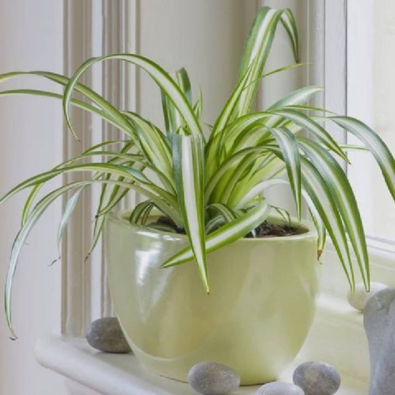 Tanaman hias clury spider plant/spider plant