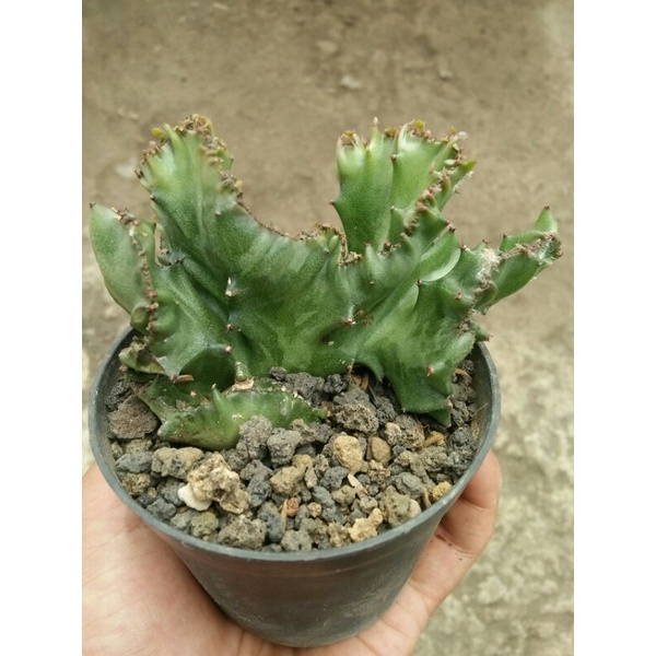 euphorbia lactea green cristata