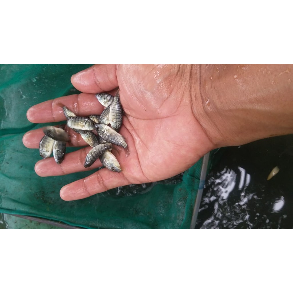 

BIBIT nila merah dan hitam TERMURAH