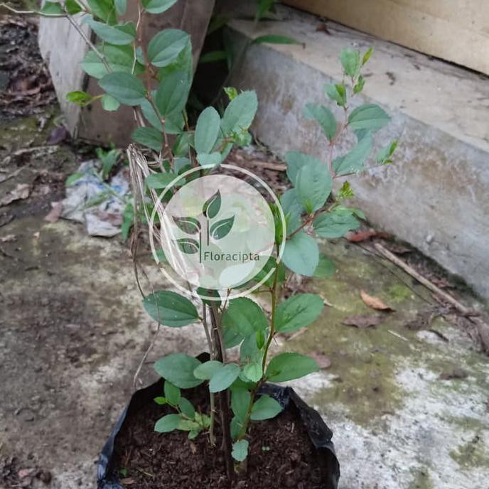 Bibit Tanaman Bidara Bibit Pohon Bidara Daun Buah Bidara Arab Tanaman Sidr Shidr