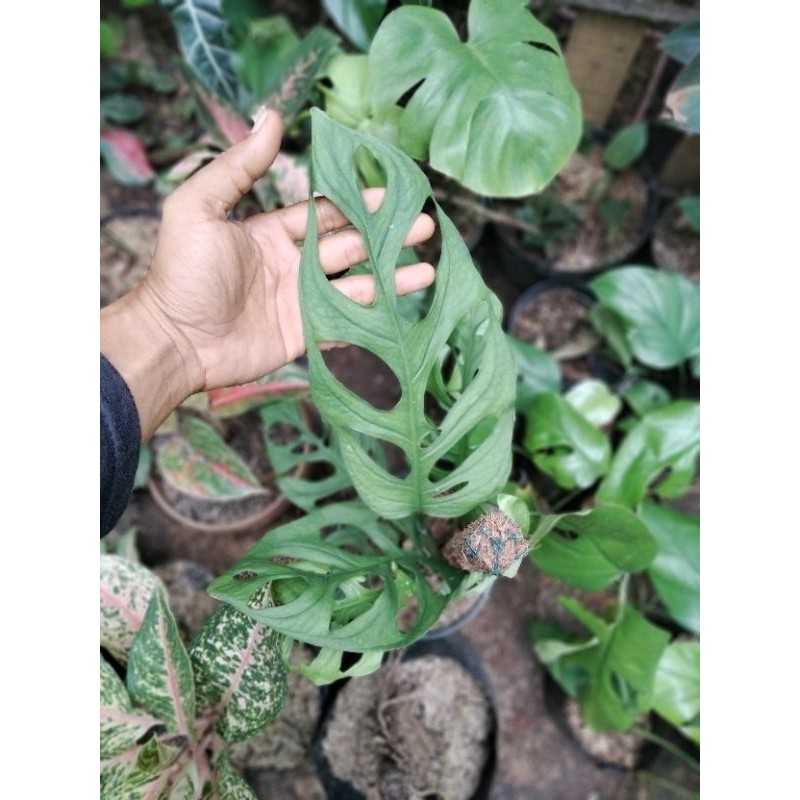 tanaman hias monstra janda bolong besar/3daun