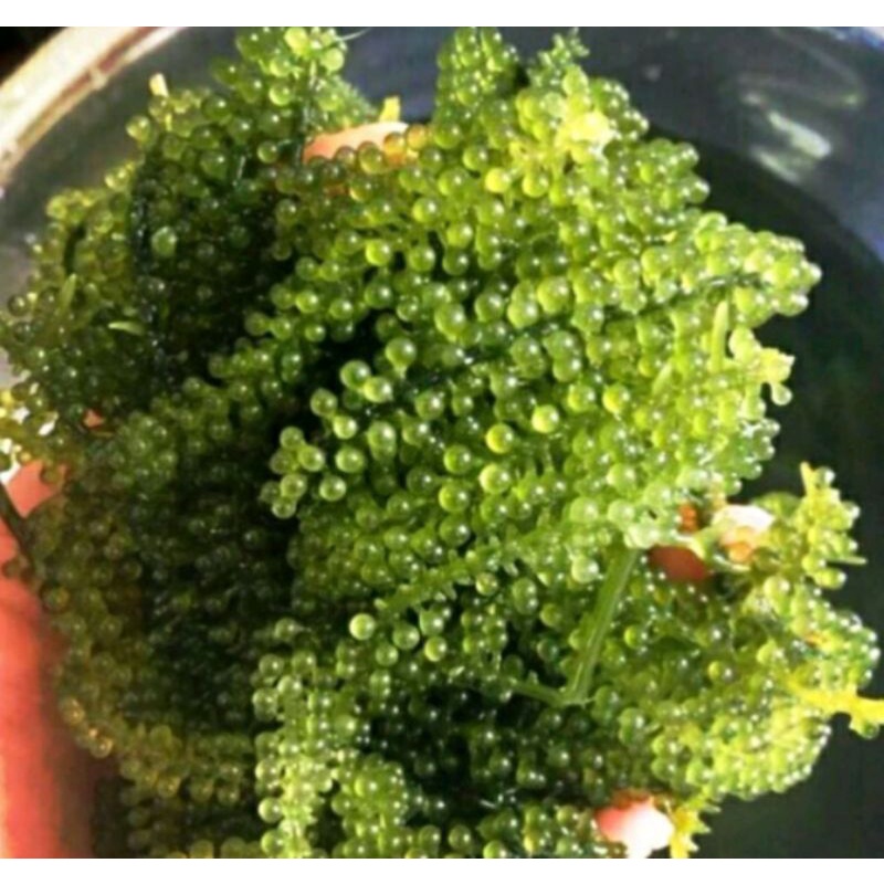 

CLASS #1 of QUALITY latoh / anggur laut / seagrapes / green caviar