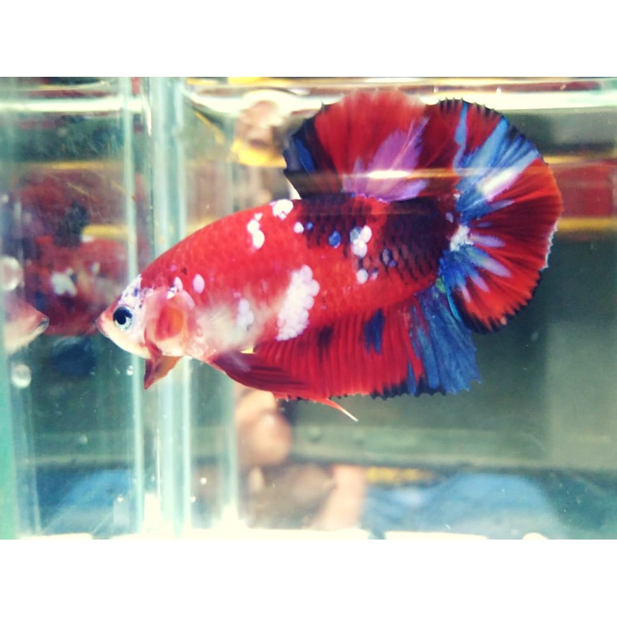 ikan cupang murah anakan nemo/koi besgel