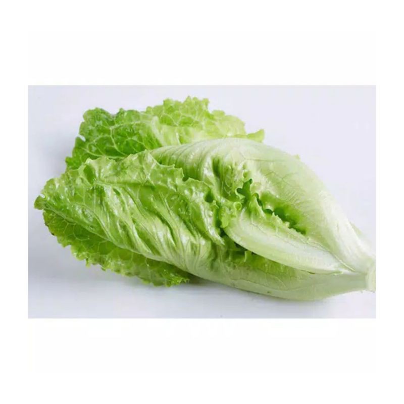 Pasar Online Romen Romaine Letuce Letus Seledri Stik Daun Selada Lalap Shopee Indonesia