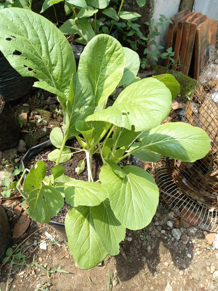 Lakban Sayur Fresh 18mm X 50m Plakban Isolasi Opp Termurah /satuan