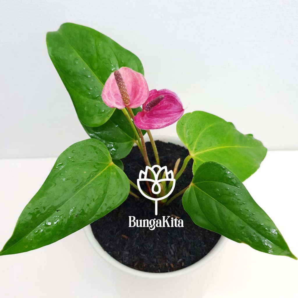 Tanaman Hias Mini Anthurium Ungu