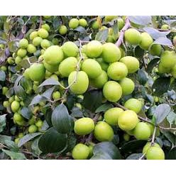 Bibit bisa (COD) paket 4 bibit buah (apel putsa, mangga irwin, jeruk dekopon, jambu sukun merah)