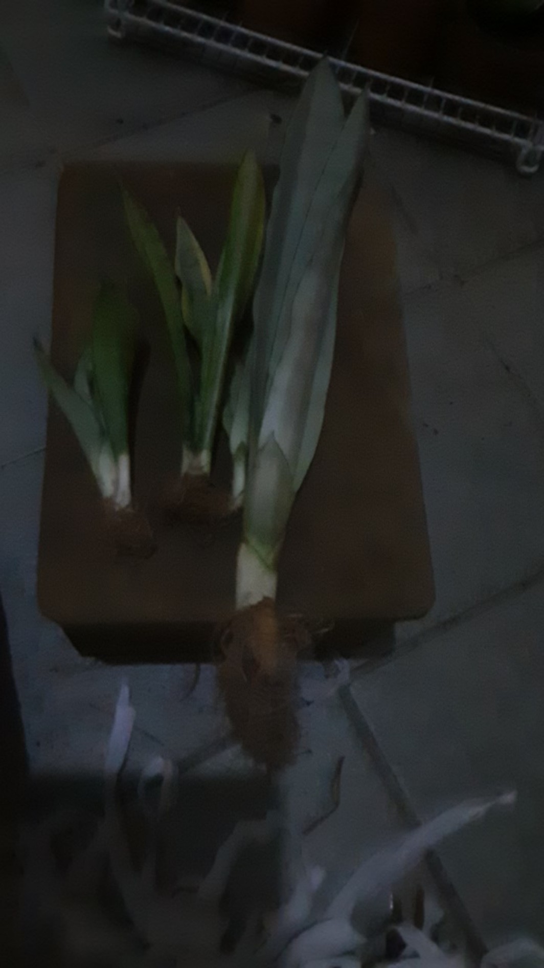 Sansevieria Trifasciata Silver Queen