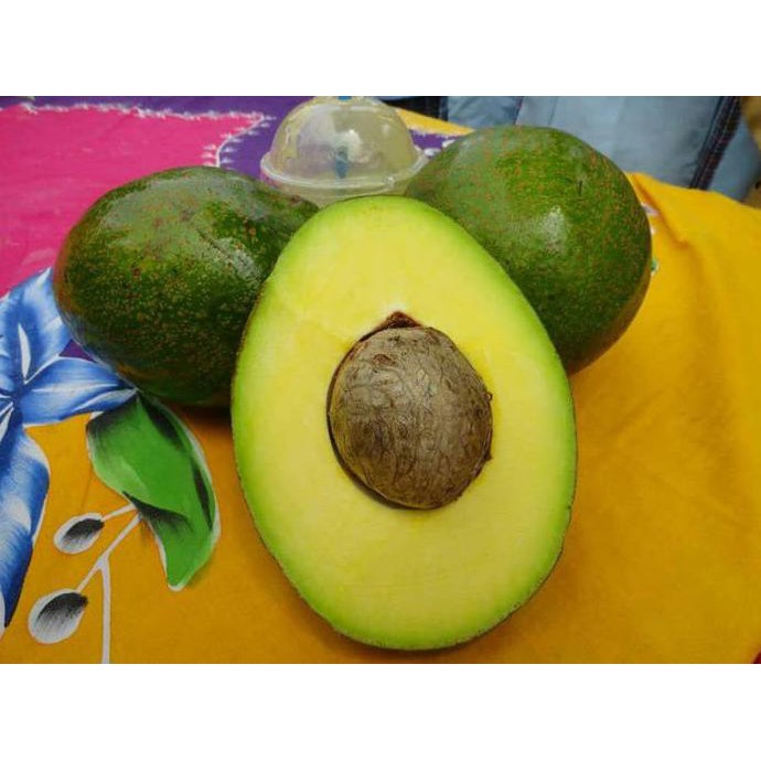 Kw+ Bibit Tanaman Buah Alpukat Miki Original