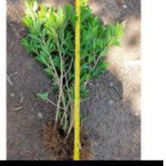 BISA COD BIBIT BONSAI FICUS KIMENG RAWATAN AKAR GONDRONG 50-70cm