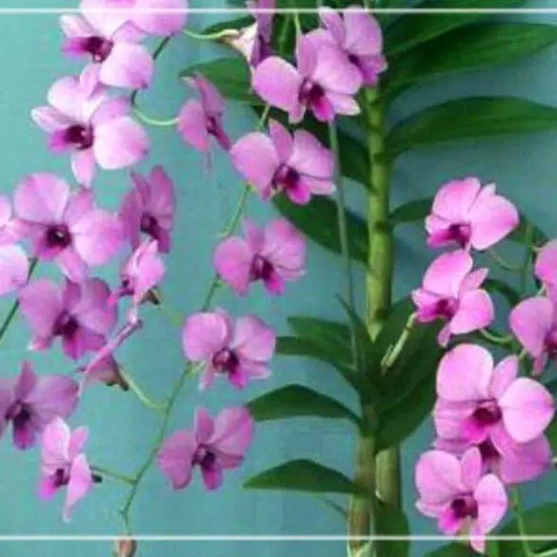 TANAMAN HIAS SEEDLING ANGGREK DENDROBIUM