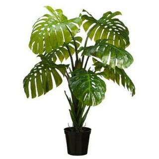  Tanaman  Hias Philodendron Monstera  Shopee Indonesia