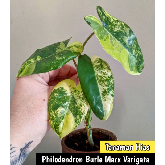 Tanaman hias philodendron burle marx Varigata - Philodendron burle marx variegata