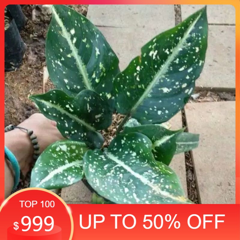 Tanaman Hias aglonema srikit/belanceng srikit