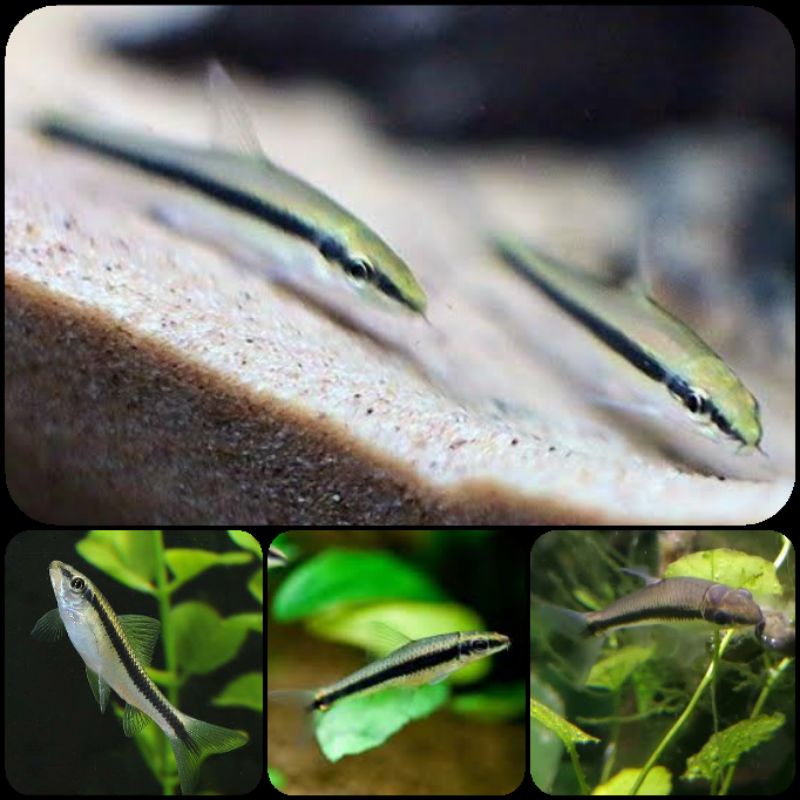 ikan siamase algae eater/ SAE untuk aquarium dan aquascape