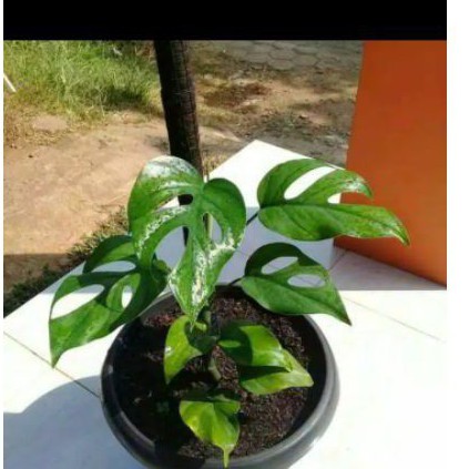 Monstera Raphidopora / monstera mini