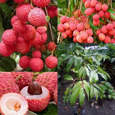 BIBIT BUAH LECI SUPER