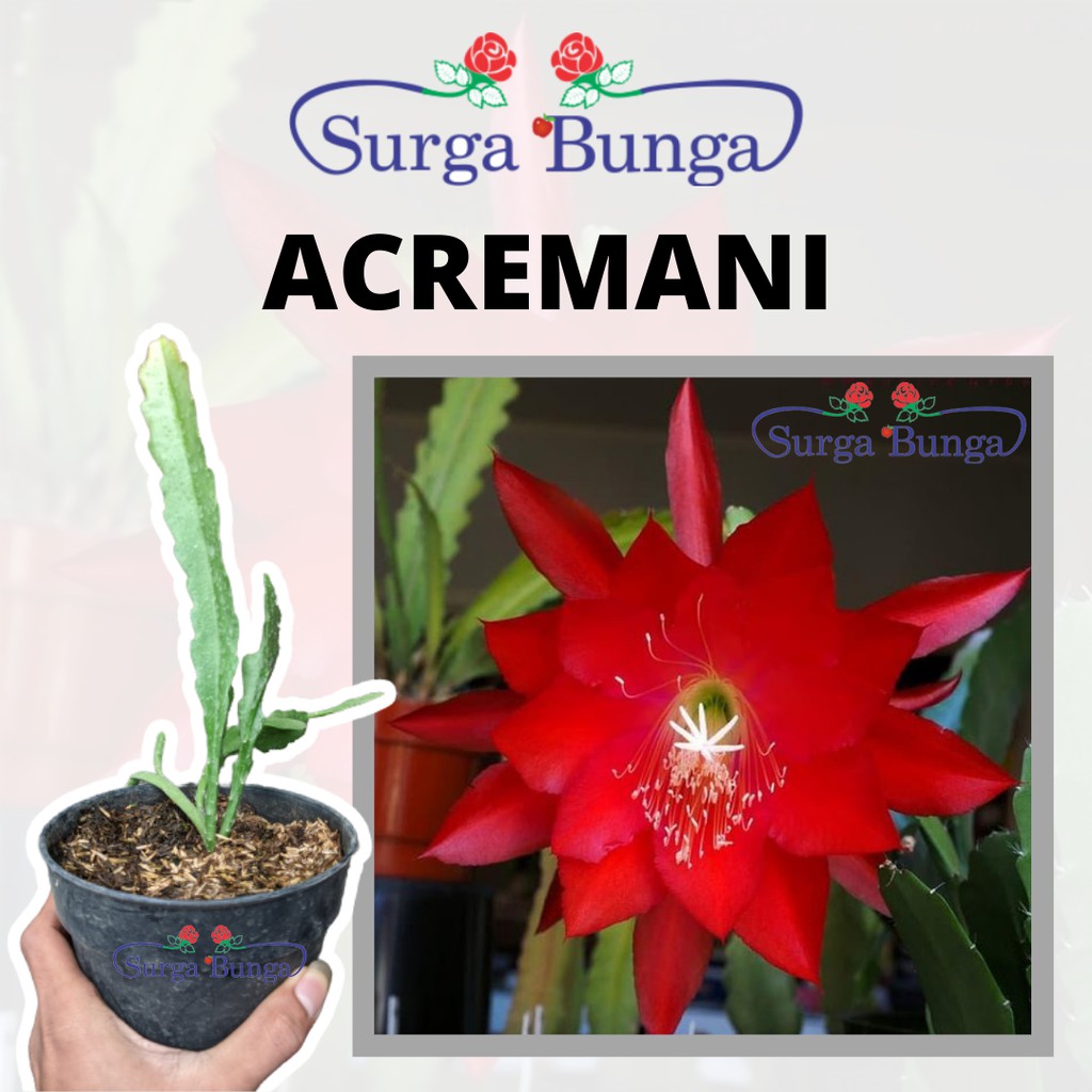 wijaya kusuma merah ackermannii (Epiphyllum oxypetallum ) (bangkok)