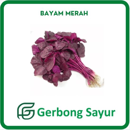 

Sayur Bayam Merah Segar 1 Ikat - 100g