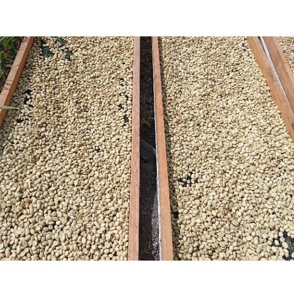 

bubuk kopi gayo Arabika premium 1 kilogram