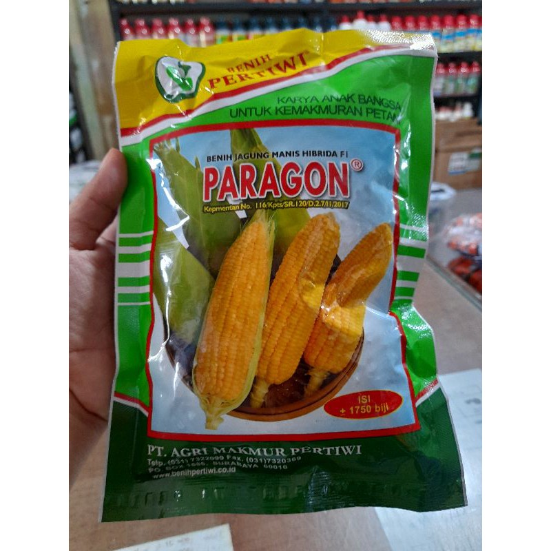 

jagung manis paragon