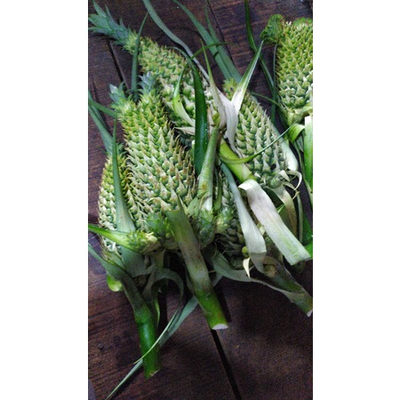 

Nenas Siam(Hutan)khusus obat