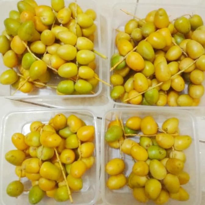 

Kurma Muda Barhee Arkanamarketht