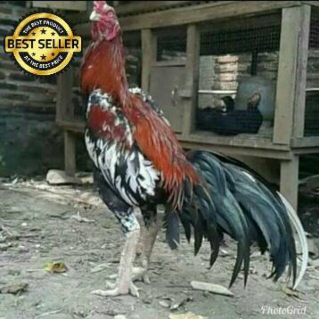 Gambar Ayam Birma Ori Arina Gambar