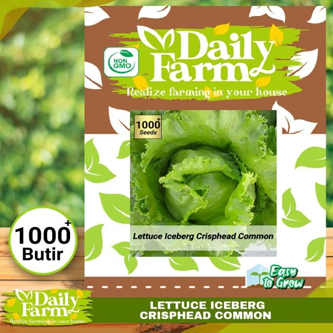 Benih Sayur Selada Lettuce Iceberg Marry - Daily Farm