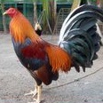 

telur ayam sweater untukditetakan