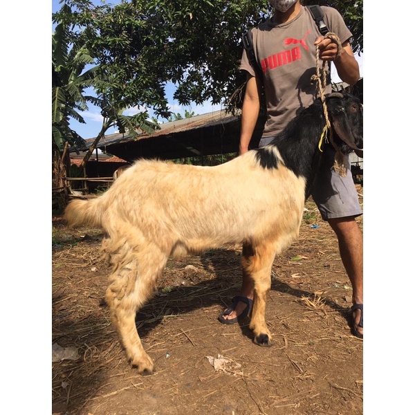 Kambing Qurban super