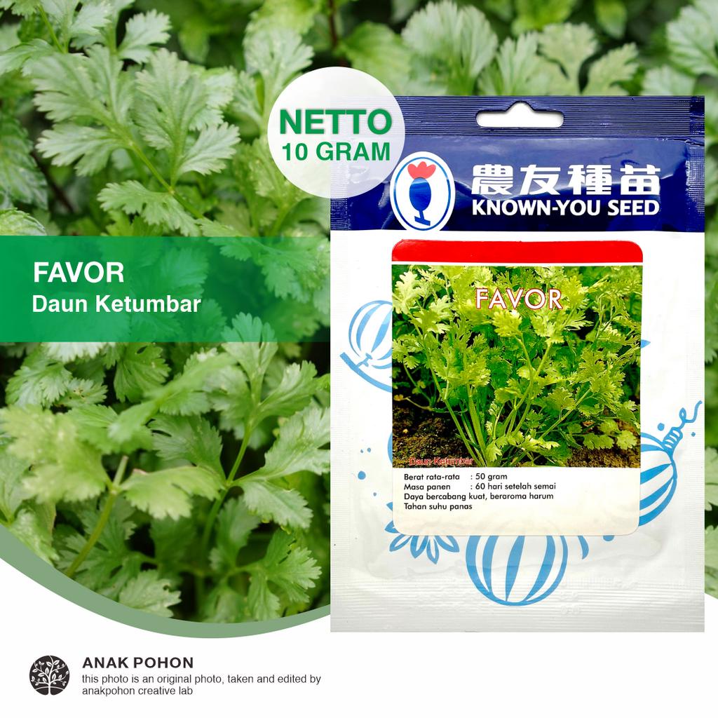 (1 PACK) Benih Daun Ketumbar FAVOR Cilantro Coriander Seeds - Known You Seed KYS - 10 GRAM